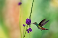 Kolibrik rezavoocasy - Amazilia tzacatl - Rufous-tailed Hummingbird o3774